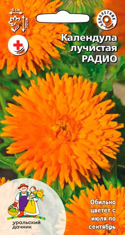 Календула РАДИО Ароматные кактусы на клумбе и в вазе!