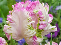 Тюльпан WEBERS PARROT (Веберс Пэррот) - Долина роз фото 2