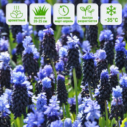 Мускари Латифолиум 10шт