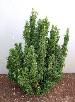 Бересклет Грин Спайр 3х летний (горшок 0,6л) (в наличии всего 3шт)