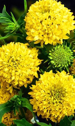 Гайлардия ЛОЛЛИПАП ЗОЛОТАЯ