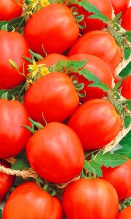 Томат ЦВЕТАНА Сибирская селекция! Отличная завязываемость плодов, не растрескиваются! Суперзасол!