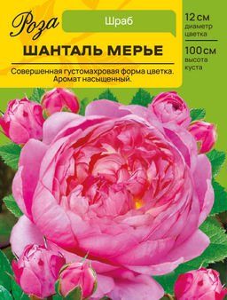 Роза Шанталь Мерье (Шраб) С ЦВ.НАКЛЕЙКОЙ 1шт