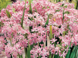 Allium Roseum (Лук декоративный Розеум) 5шт