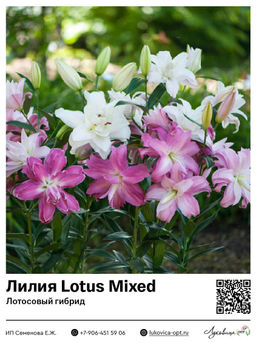 Лилия Lotus Mixed (Лотосовый гибрид)