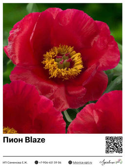 Пион Blaze