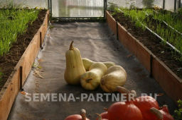 Тыква Матильда - Партнер фото 5