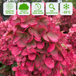 Гортензия метельчатая Металлика