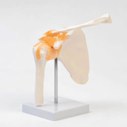 Макет «Плечевой сустав» 23×15×15 см