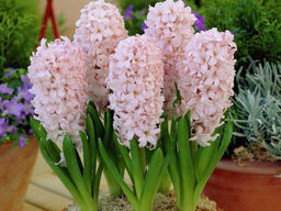 Гиацинт China Pink (Чайна Пинк) - Долина роз фото 3