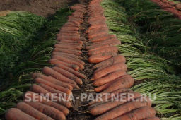 Морковь Дарина - Партнер фото 8