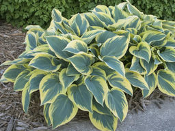 Хоста First Frost (Фёст Фрост, Первый морозец) - Долина роз фото 2