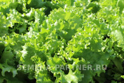 Салат листовой Геркулес - Партнер фото 4