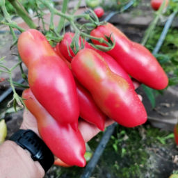 Помидоры Баба Яга - Baba Yaga Tomato