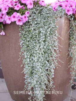 Дихондра серебристая Кудри в серебре - Партнер фото 4