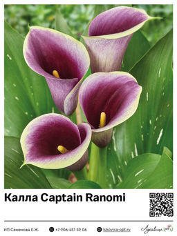 Калла Captain Ranomi