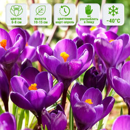 Крокус Ремембранс 5 шт