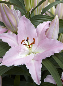 ЛИЛИЯ Пенинсула Разбор 12/14 Кол-во упак., шт 5