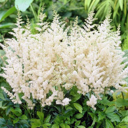 АСТИЛЬБА Диамант Разбор 2/3 n Кол-во упак., шт 1