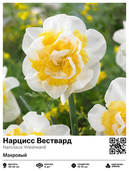 Нарцисс Westward (Махровый) - Голландские луковицы фото 2