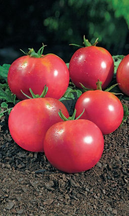 Томат ВЕСЕННЕЕ ЧУДО Ранний, пластичный сорт! Без подвязки и пасынкования! Отлично завязывает плоды!