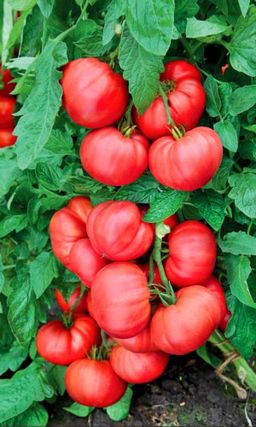 Томат МАЛИНОВЫЙ ВОСТОРГ Один из самых вкусных сортов! Растение усыпано множеством плодов, при виде грядки только восторг!