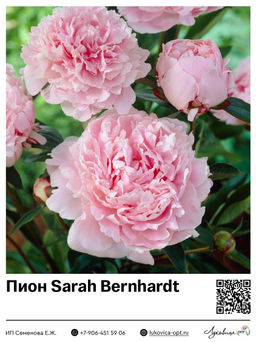 Пион Sarah Bernhardt