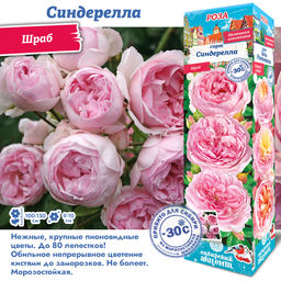 Роза Синдерелла (Шраб) 1шт