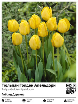 Тюльпан Golden Apeldoorn (Гибрид Дарвина) - Голландские луковицы фото 2
