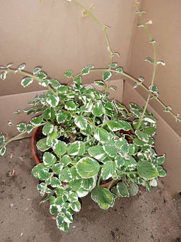 Плектрантус вариегата (сильный цитрусовый аромат) горшок С2