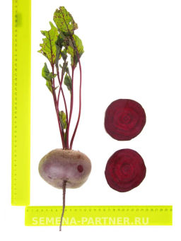 Свекла Египетская Плоская - Партнер фото 5