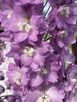 Дельфиниум Свитхартс - Партнер фото 4