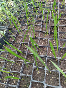 Пальма финиковая - 1000корней фото 2