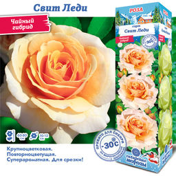 Роза Свит Леди (Чайно-гибридная) 1шт