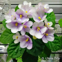 Фиалка Оptimara little Trio, горшок 0,3 л