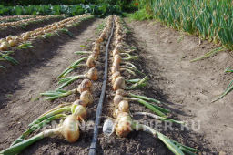 Лук репчатый Штуттгартер Ризен - Партнер фото 3