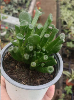 Крассула Хоббит горшок 0,5 л