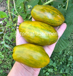 Гном Дерзкая Мэри