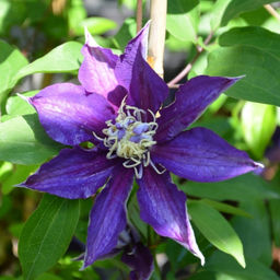 Клематис Хакуоокан - Долина роз фото 3