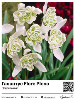 Подснежник Flore Pleno (Галантус)