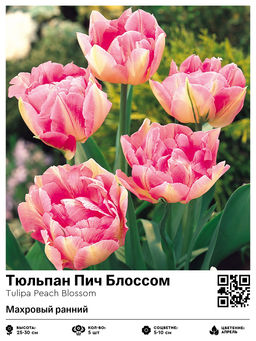 Тюльпан Peach Blossom (Махровый ранний) - Голландские луковицы фото 2