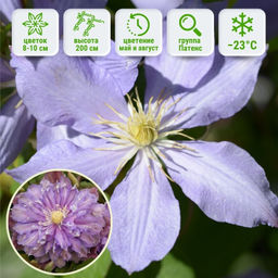 Клематис Паола