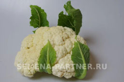 Капуста цветная Смилла - Партнер фото 7