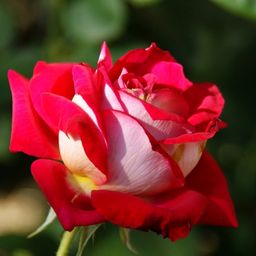 R333 МОНИКА БЕЛУЧЧИ