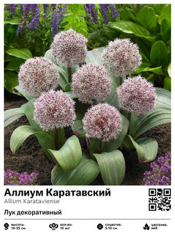 Аллиум Karataviense (Лук декоративный) - Голландские луковицы фото 2