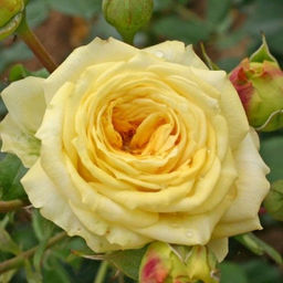 R279 ЛИМОН ПОМПОН