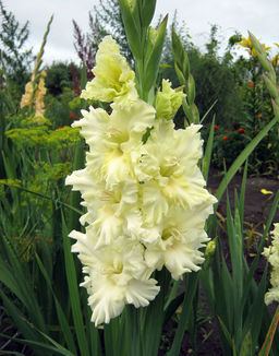 ГЛАДИОЛУС Хэппи Тач Разбор 10/12 Кол-во упак., шт 8