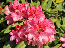 Рододендрон Sneezy (Снизи) - Долина роз фото 5