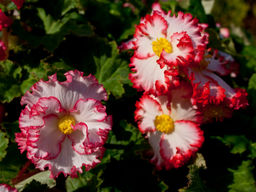 Бегония криспа бело-красная (Begonia Crispa white-red) - Долина роз фото 4