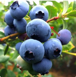 Голубика Ханна Чойс С5 3 года